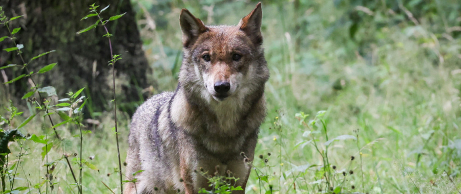 Du plomb, pour le loup aussi …